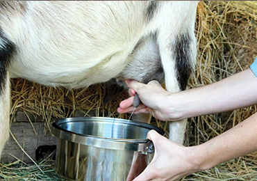 poultry-farming-gallery-1