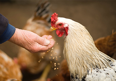 poultry-farming-gallery-7