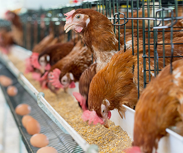 poultry-farming-gallery-6